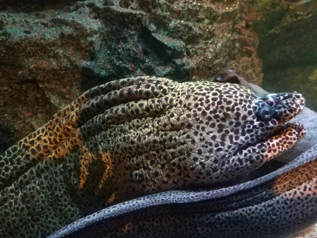 Voyaga etgan ayollar uchun jinsiy massaj